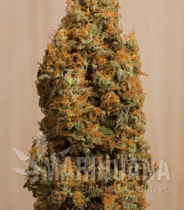 Green Crack CBD - HUMBOLDT SEED