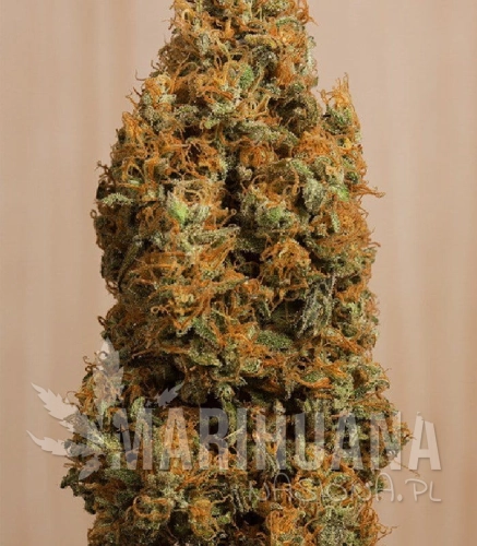 humboldt-seed-organization-green-crack-cbd.jpg