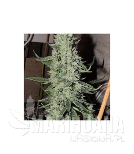 O.D.B. (Old Dirty Biker) - KARMA GENETICS