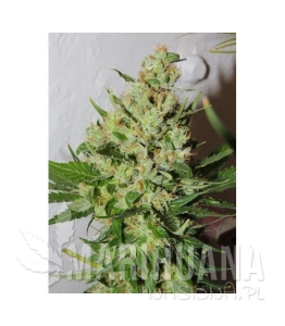 Orange Sorbet - KARMA GENETICS