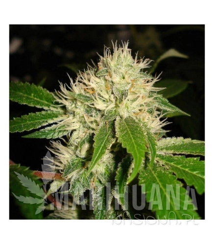 karma-genetics-white-og.jpg