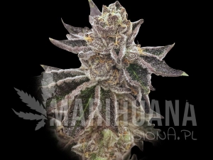 Cookie OX - RARE DANKNESS
