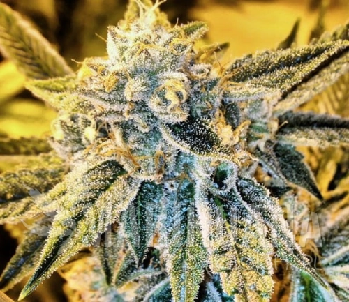 Cornbread_ss.jpg
