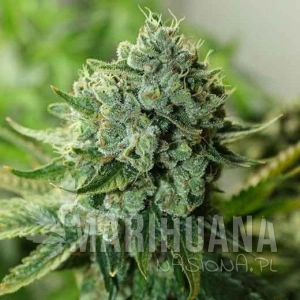 Drama - RARE DANKNESS