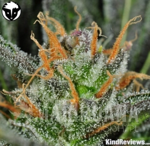 Karma Bitch - RARE DANKNESS