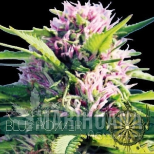 Blue Power - Vision Seeds