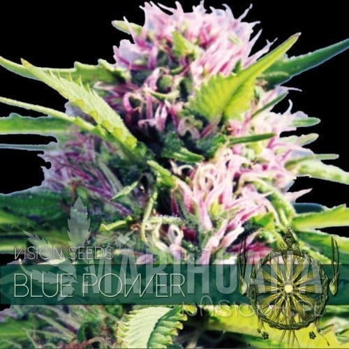 vision-seeds-blue-power-500x500-1.jpg