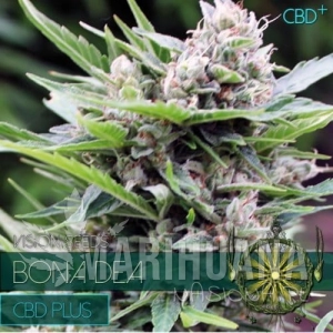 Bone Dea CBD+ - Vision Seeds