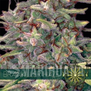 Brainkiller Haze - Vision Seeds