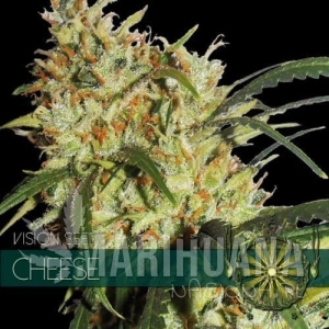 Cheese - Vision Seeds