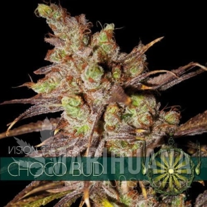 Choco Bud - Vision Seeds
