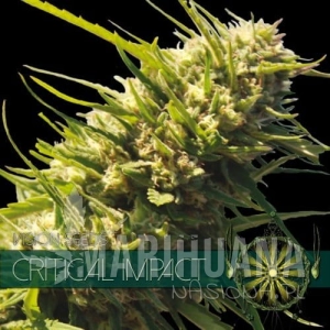 Critical Impact - Vision Seeds