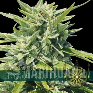 Crystal Queen - Vision Seeds