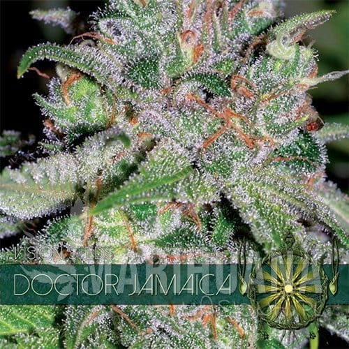 vision-seeds-doc-jamaica500x500.jpg