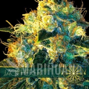 Jack Herer - Vision Seeds