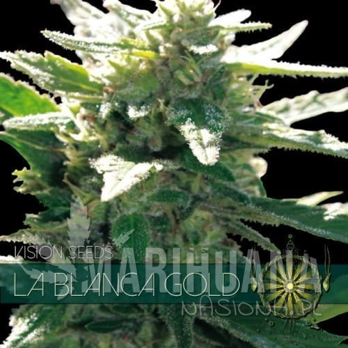 vision-seeds-la-blanca-gold-500x500-1.jpg