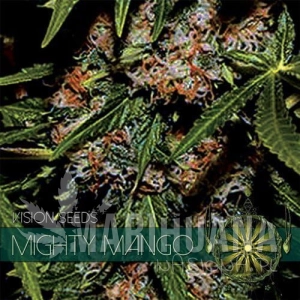 Mighty Mango Bud - Vision Seeds