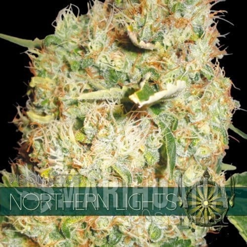 vision-seeds-northern-lights-500x500-1.jpg