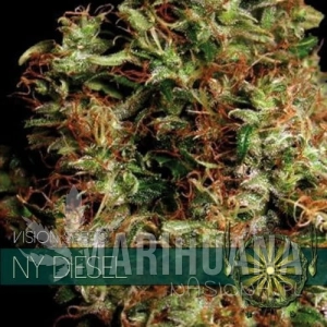 NY Diesel - Vision Seeds