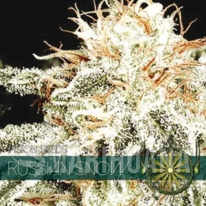 Russian Snow - Vision Seeds