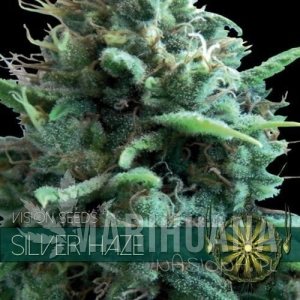 Silver Haze - Vision Seeds