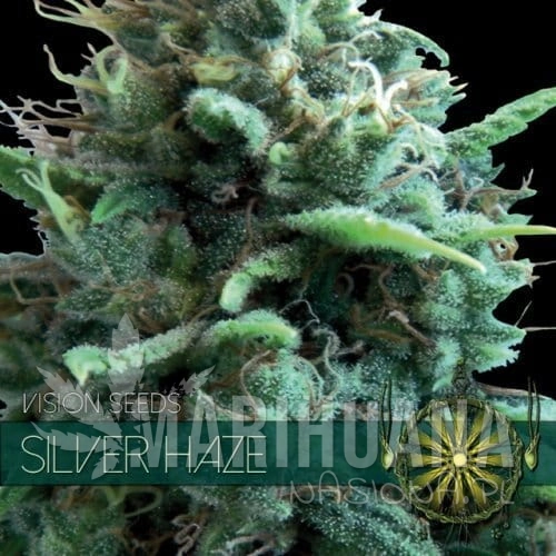 vision-seeds-silver-haze-500x500-1.jpg