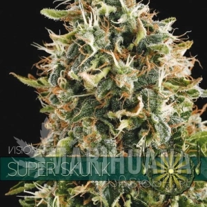 Super Skunk - Vision Seeds