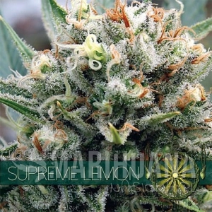 Supreme Lemon - Vision Seeds