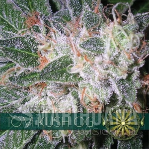 Tom Kush OG - Vision Seeds