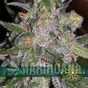 Vision Seeds - Vision Cookies