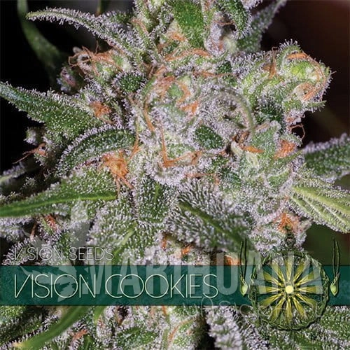 vision-seeds-cookies500x500.jpg
