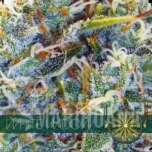 White Widow - Vision Seeds