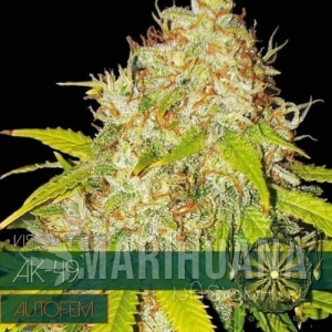 AK-49 Auto - Vision Seeds