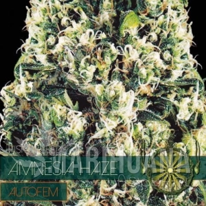 Amnesia Haze Auto - Vision Seeds