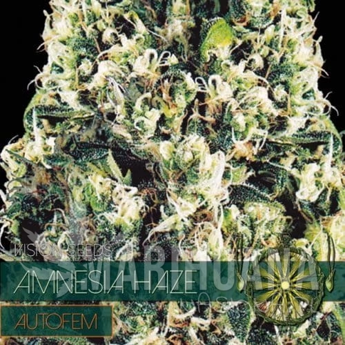 autofem-vision-seeds-amnesia-haze-500x500-1.jpg