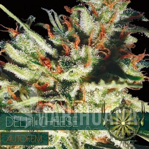 autofem-vision-seeds-delhi-cheese-500x500-1.jpg