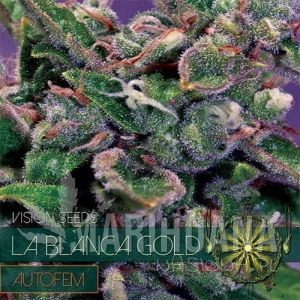 La Blanca Gold Auto - Vision Seeds