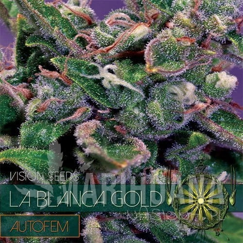 vision-seeds-auto-la-blanca500x500.jpg