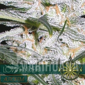 Lowryder Auto - Vision Seeds