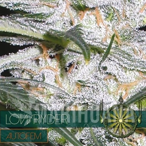 autofem-vision-seeds-lowryder-500x500-1.jpg