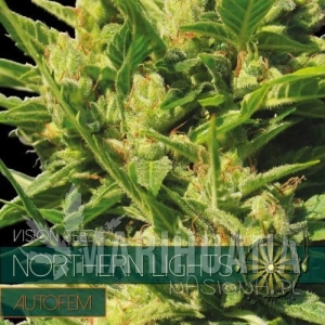 Northern Lights Auto - Vision Seeds