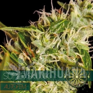 Super Skunk Auto - Vision Seeds
