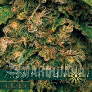 Vision Critical Auto - Vision Seeds