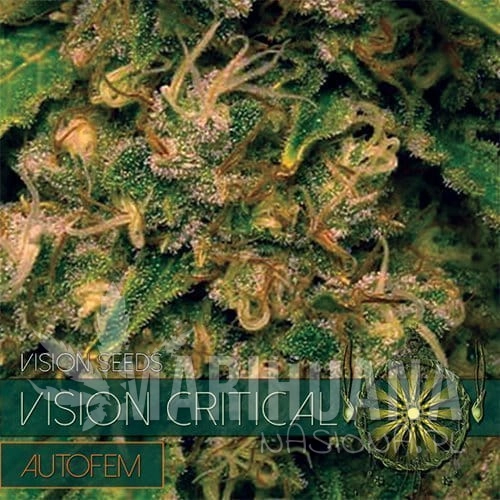 vision-seeds-auto-critical500x500.jpg