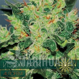 Vision Jack Auto - Vision Seeds