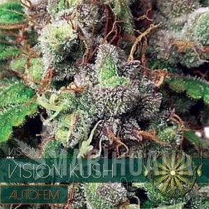 Vision Kush Auto - Vision Seeds