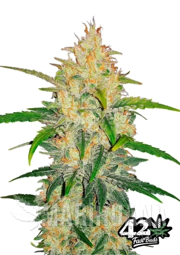 Zkittlez+Auto.jpg