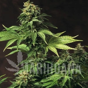 Akorn - T.H. SEEDS