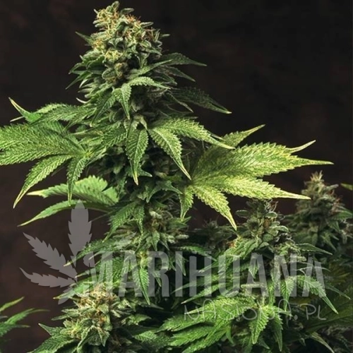 AKORN-feminized-ganja-seeds.jpg