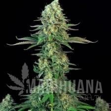 Bubblegum - T.H. SEEDS